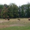 Kinderfeuerwehr - Tagesausflug in das Wisentgehege Springe 11.08.2018